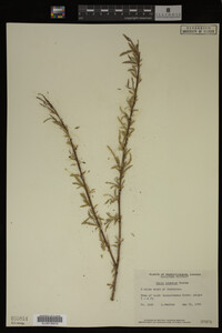 Salix interior image
