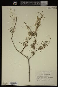 Salix interior image