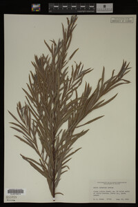Salix interior image