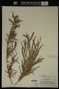 Salix interior image