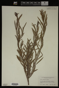 Salix interior image