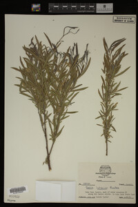 Salix interior image