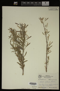 Salix interior image