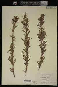 Image Associated With the Occurrence