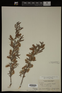 Salix interior image