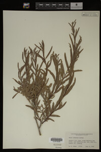 Salix interior image
