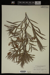 Salix interior image