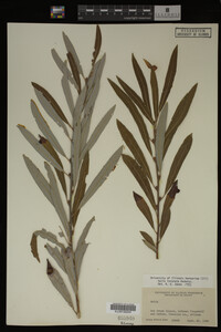 Salix irrorata image