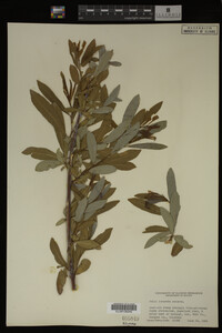 Salix irrorata image