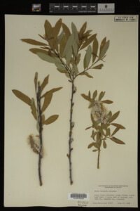 Salix irrorata image