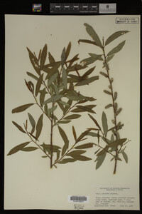 Salix irrorata image