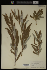 Salix irrorata image