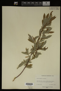 Salix irrorata image