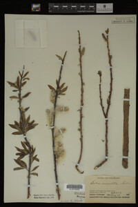 Salix irrorata image