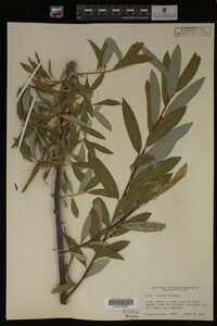 Salix irrorata image