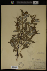 Salix irrorata image