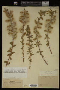 Salix irrorata image