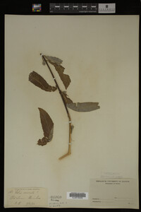 Salix irrorata image