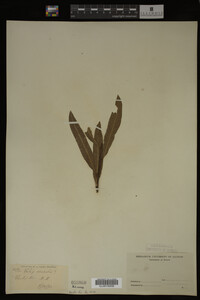 Salix irrorata image