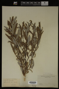 Salix irrorata image