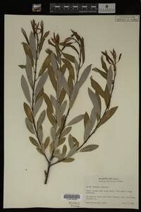 Salix irrorata image