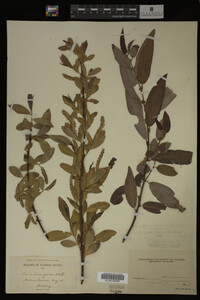 Image Associated With the Occurrence