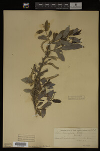 Image Associated With the Occurrence