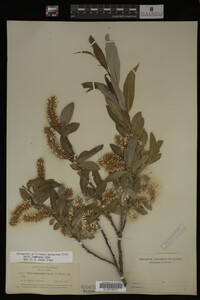 Image Associated With the Occurrence