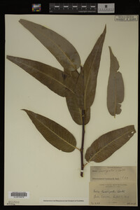 Image Associated With the Occurrence
