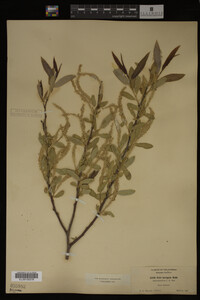 Image Associated With the Occurrence