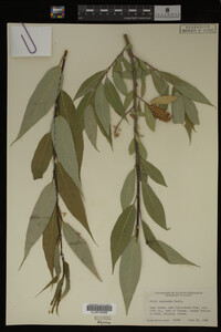 Image Associated With the Occurrence