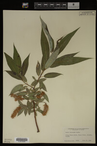 Image Associated With the Occurrence