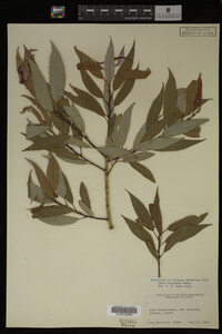 Image Associated With the Occurrence