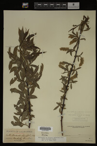 Image Associated With the Occurrence