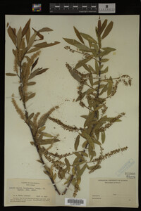 Image Associated With the Occurrence