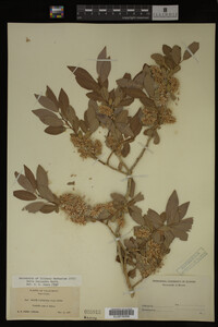 Image Associated With the Occurrence