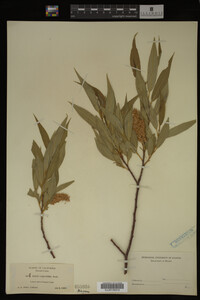 Image Associated With the Occurrence