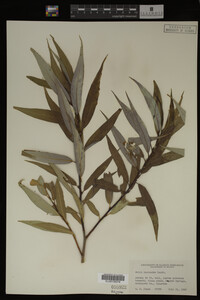 Image Associated With the Occurrence