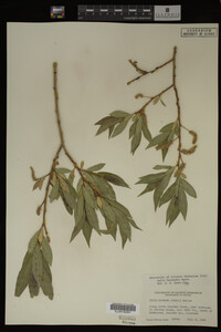 Image Associated With the Occurrence