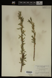 Salix lasiandra image