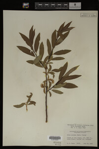 Salix lasiandra image