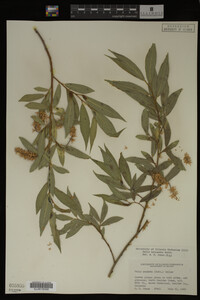 Salix lasiandra image