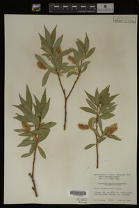 Salix lasiandra image