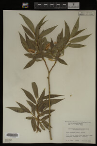 Image Associated With the Occurrence