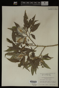 Salix lasiandra image