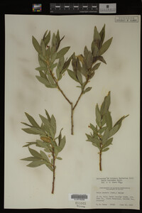 Salix lasiandra image