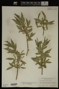 Image Associated With the Occurrence