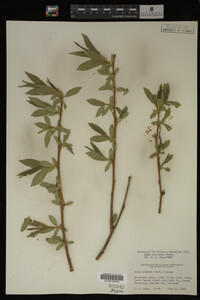 Salix lasiandra image