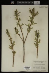 Salix lasiandra image