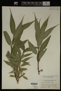 Salix lasiandra image